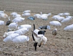 snow goose hunting Missouri