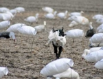 spring snow goose hunting