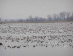 spring snow goose hunting