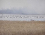 spring snow goose hunting