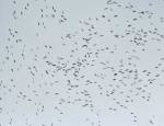 snow geese