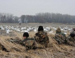 spring snow goose hunting