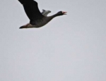 Missouri goose hunting