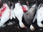 snow goose hunting Missouri