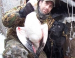 spring snow goose hunting