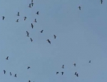 snow geese