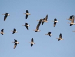 guided goose hunts