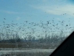 snow geese