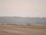 snow geese