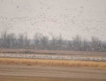 snow geese