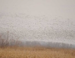 snow geese