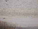 snow geese