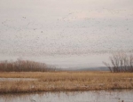 snow geese