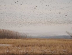 snow geese