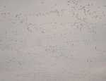 snow geese