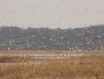 snow geese