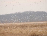 snow geese