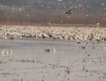 snow geese