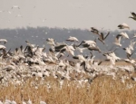 snow geese