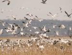 snow geese