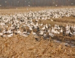 snow geese