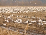 snow geese