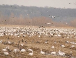 snow geese