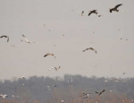 snow geese