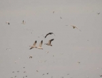 snow geese