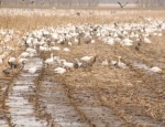 snow geese