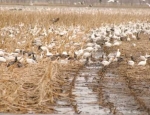 snow goose