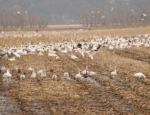 snow geese