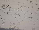 Missouri snow goose hunting