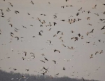 snow geese