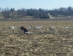 Missouri snow goose hunting