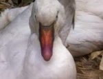 missouri goose hunting