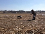 missouri snow goose hunting