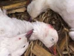 spring snow goose hunting