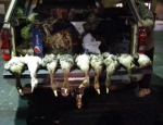 guided goose hunts