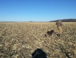 waterfowl hunting guide Missouri