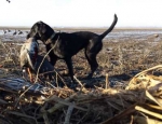 guided goose hunts