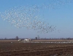 Missouri snow goose hunting