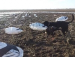 Missouri goose hunting