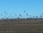 goose hunting Missouri