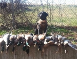 Missouri Duck Hunting