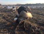 snow goose hunting