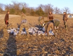 Missouri snow goose hunt