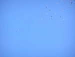 Snow Geese