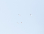 snow geese