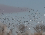 Missouri snow geese